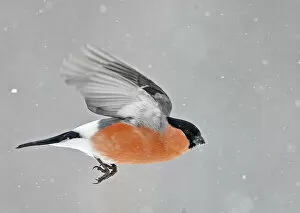 2020 Christmas Highlights Gallery: Bullfinch (Pyrrhula pyrrhula) in flight, Kuusamo, Finland, March