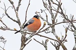 Carduelinae Prints: Bullfinch (Pyrrhula pyrrhula) male