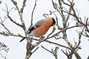 Carduelinae Prints: Bullfinch (Pyrrhula pyrrhula) male
