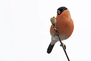 Carduelinae Prints: Bullfinch (Pyrrhula pyrrhula) male