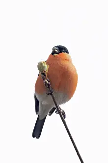 Carduelinae Prints: Bullfinch (Pyrrhula pyrrhula) male