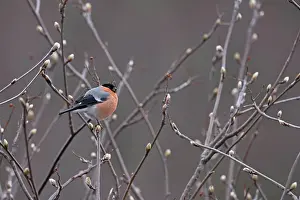 Carduelinae Prints: Bullfinch (Pyrrhula pyrrhula) male