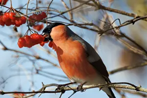 Fruit Prints: Bullfinch (Pyrrhula pyrrhula) male