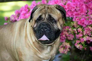 Eastern Usa Prints: Bullmastiff, male, sitting next to late spring flowers