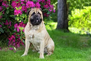 Eastern Usa Prints: Bullmastiff, male, sitting next to late spring flowers