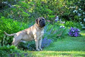 Eastern Usa Prints: Bullmastiff, male, standing next to late spring flowers, Haddam, Connecticut, USA. June