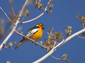 Males Prints: Bullocks Oriole (Icterus gabula bullockii) male in breeding plumage perched amid new