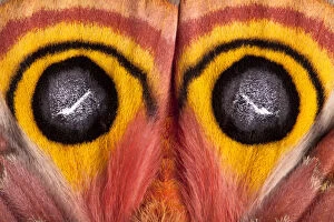 Orange Gallery: Bullseye / Io moth (Automeris io) showing eye spot markings on wings during deimatic