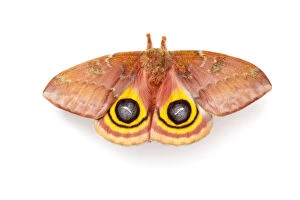 Butterflies & Moths Gallery: Bullseye / Io moth (Automeris io) showing eye spot markings on wings during deimatic