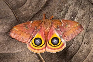 Bullseye / Io moth (Automeris io) showing eye spot markings on wings during deimatic
