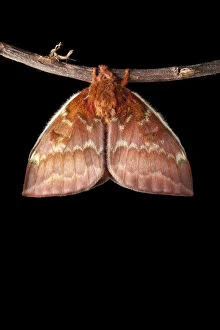 Bullseye Moth (Automeris io) showing wings expanding after emerging from cocoon. Captive