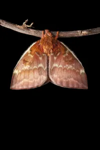 Bullseye Moth (Automeris io) showing wings expanding after emerging from cocoon. Captive