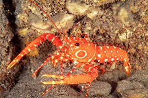 Animal Markings Prints: Bullseye reef lobster (Hoplometopus holthuisi) on rocky seabed, Hawaii, Pacific Ocean