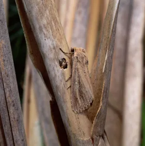 Images Dated 14th June 2010: Bulrush wainscot moth (Nonagria typhae) Ballykinler Dunes, County Down, Northern Ireland