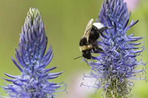 2021 January Highlights Collection: Bumblebee (Bombus) on Rampion flower (Phyteuma), France, May