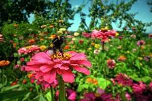 Bumble Bee Prints: Bumblebee (Bombus sp.) cleaning its proboscis before taking flight from a garden flower