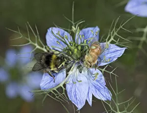 Apis Mellifera Collection: Bumblebee (Bombus sp) and Honey bee (Apis mellifera) nectaring on Love-in-a-mist