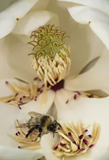 Bumblebee (Bombus sp) looking for pollen amongst fallen Southern magnolia (Magnolia
