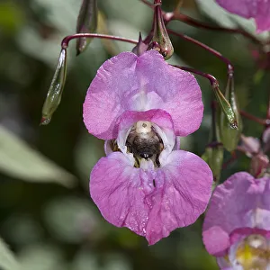Touch Me Not Prints: Bumblebee (Bombus sp) nectaring on Himalayan balsam (Impatiens glandulifera)