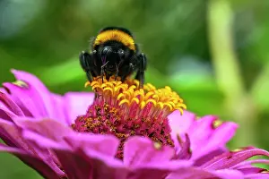 Bumble Bee Prints: Bumblebee (Bombus sp.) nectaring on pollen, Lucerne, Switzerland. July