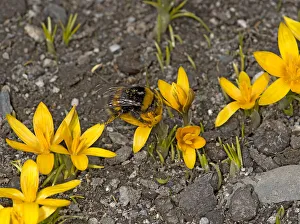 Heather Angel Prints: Bumblebee (Bombus sp) queen feeding on Crocus (Crocus korolkowii), covered in pollen