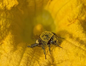 Bumblebee (Bombus sp) in Squash (Cucurbita sp) flower, covered in pollen. Surrey, England, UK