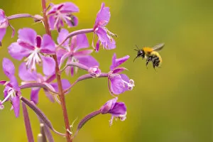 UK Wildlife August Gallery: Bumblebee, (Bombus spp), in flight near rosebay willowherb flower, Scotland, UK, August