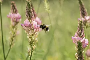 Apidae Collection: Bumblebee (probably Bombus terrestris) visiting flowers of Sainfoin
