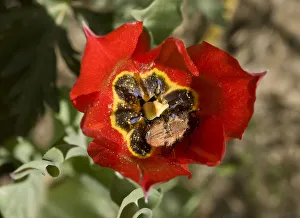 Middle East Prints: Bumblebee scarab (Amphicoma vulpes) pair mating in Tulip (Tulipa armena) flower
