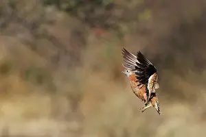Sandgrouse Prints: Burchell's sandgrouse (Pterocles burchelli) male