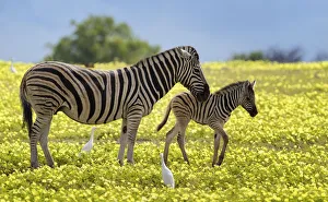 Namibia Prints: Burchells zebra (Equus burchelli) mother and foal amongst Devilsthorn flowers
