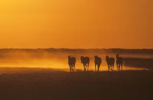 Burchells Zebra (Equus quagga burchellii) herd walking towards waterhole in the late afternoon