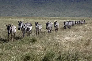 Burchells zebra (Equus quagga burchellii) walking in single file, Ngorongoro Crater