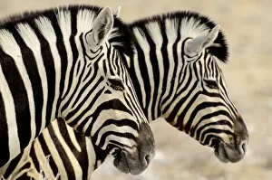 Images Dated 24th September 2013: Burchells zebras (Equus quagga burchellii) standing side by side. Etosha NP, Namibia