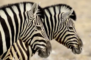 Images Dated 24th September 2013: Burchells zebras (Equus quagga burchellii) standing side by side. Etosha NP, Namibia