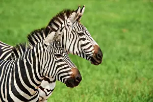 Side By Side Prints: Two Burchell's zebras (Equus quagga burchellii) head portrait