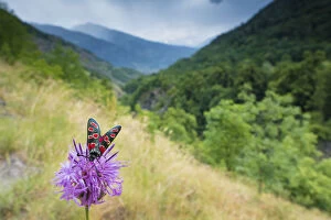 Butterflies & Moths Gallery: Burnet moth (Zygaena carniolica) on knapweed, in mountain habitat, Aosta Valley