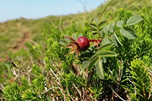 Heathland Prints: Burnet rose (Rosa pimpinellifolia) hip ripening on coastal heathland