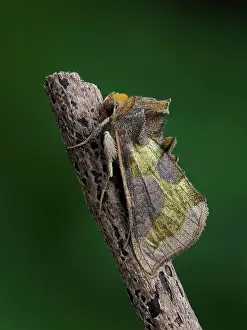 Noctuid Prints: Burnished brass moth (Diachrysia chrysitis) portrait
