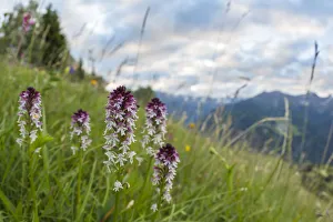 Burnt / Burnt-tip Orchid (Orchis ustulata) flowering in ancient alpine meadow. Nordtirol