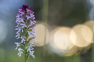 Burnt / Burnt-tip Orchid (Orchis ustulata) flowering in ancient alpine meadow at sunrise