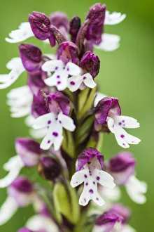 Burnt orchid (Orchis ustulata) in a lowland hay meadow, Clattinger Farm, Wiltshire Burnt orchid (Orchis ustulata) in a lowland hay meadow, Clattinger Farm, Wiltshire