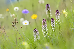 Burnt-tip orchid (Neotinea ustulata) group flowering in species rich ancient alpine meadow