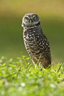 Images Dated 17th November 2011: Burrowing owl (Athene cunicularia) standing at burrow entrance, Cape Coral, Florida