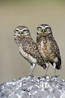 Images Dated 27th July 2011: Burrowing Owl (Athene cunicularia) pair stand at their nesting site, Piaui, Brazil