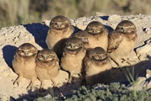 Images Dated 30th June 2014: Burrowing Owl (Athene cunicularia) nestlings standing outside their nest burrow in