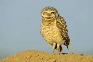 Images Dated 13th May 2012: Burrowing owl (Athene cunicularia) Adams County, Washington, USA. May