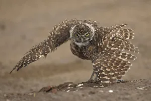 Burrowing owl (Athene cunicularia) doing rain dance, spreading wings
