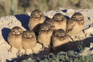 Burrowing Owl (Athene cunicularia) nestlings standing outside their nest burrow in