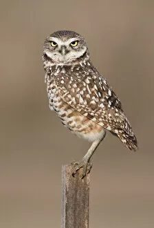 Guy Edwardes Gallery: Burrowing Owl {Athene cunicularia} perched on post, Cape Coral, Florida, USA